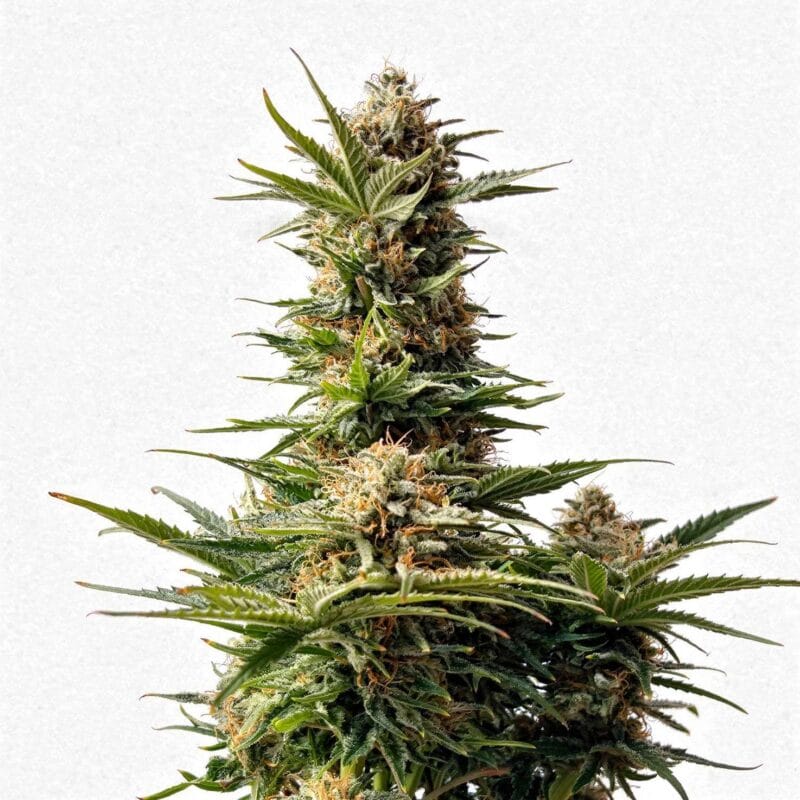 biscotti-4stk-feminisiert-hw-seed-co__14215__01.webp