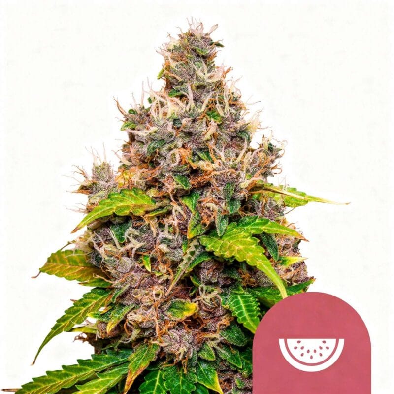 Watermelon, 4Stk Feminisiert, HW Seed Co. watermelon-4stk-feminisiert-hw-seed-co__14218__01.webp