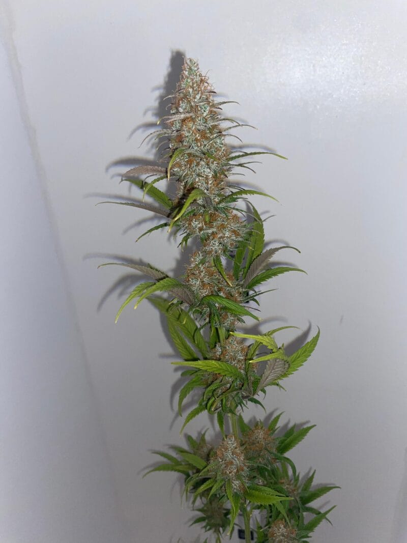 Mandarin Irie2