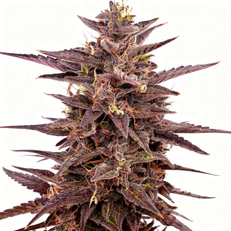 ananaz-4stk-feminisiert-hw-seed-co__14223__01.webp