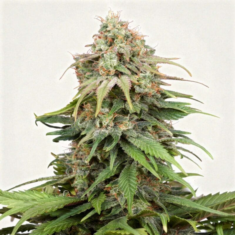 amnesia-4stk-auto-hw-seed-co__14227__01.webp