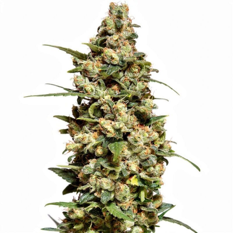 jack-herer-4stk-auto-hw-seed-co__14228__01.webp