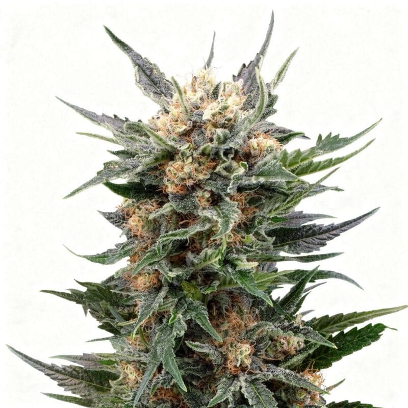 gorilla-4stk-auto-hw-seed-co__14229__01.webp