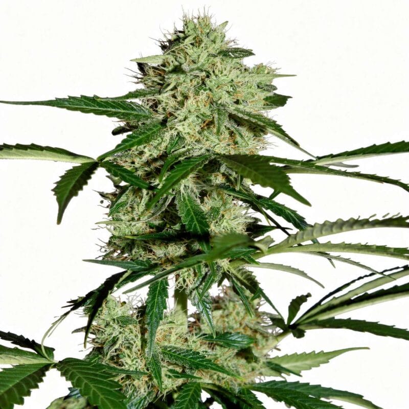 northern-light-4stk-auto-hw-seed-co__14230__01.webp