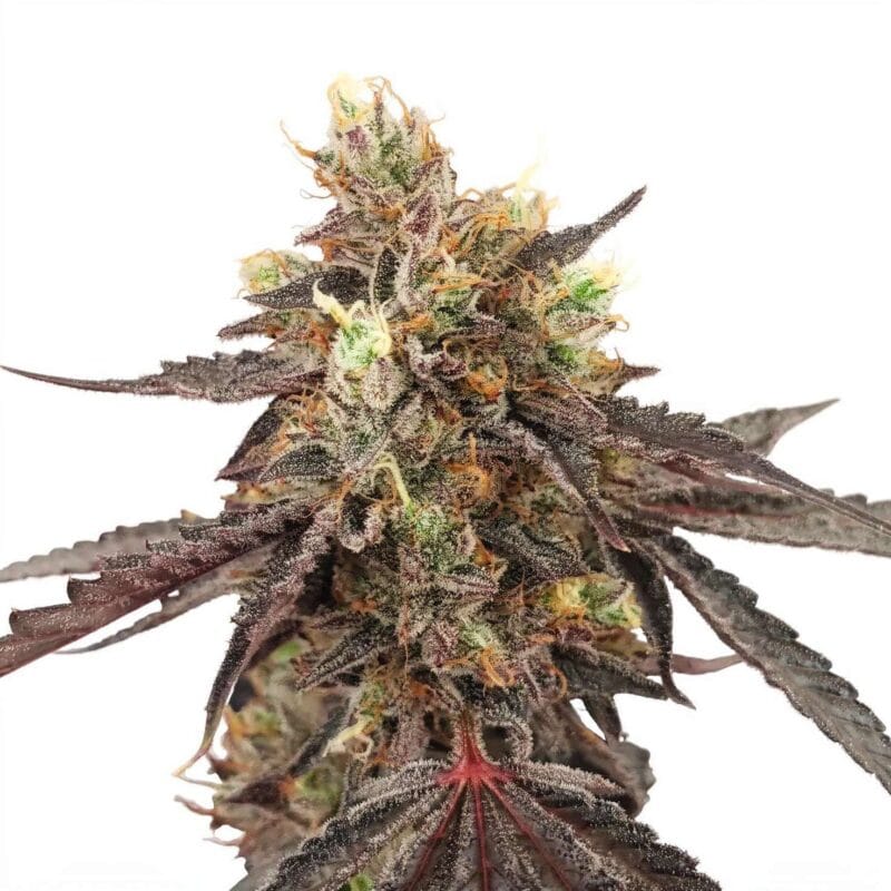 jack-gelato-4stk-auto-hw-seed-co__14232__01.webp