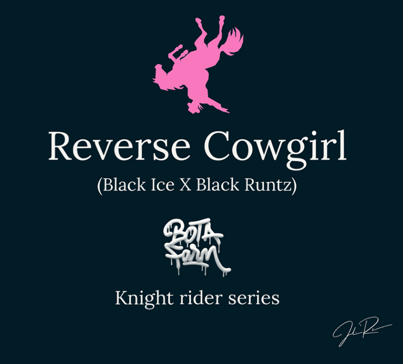 Reverse Cowgirls, 5Stk Feminisiert, Botafarm d073d3_169b5f6345ec48f2af9384a957b5d2ed~mv2