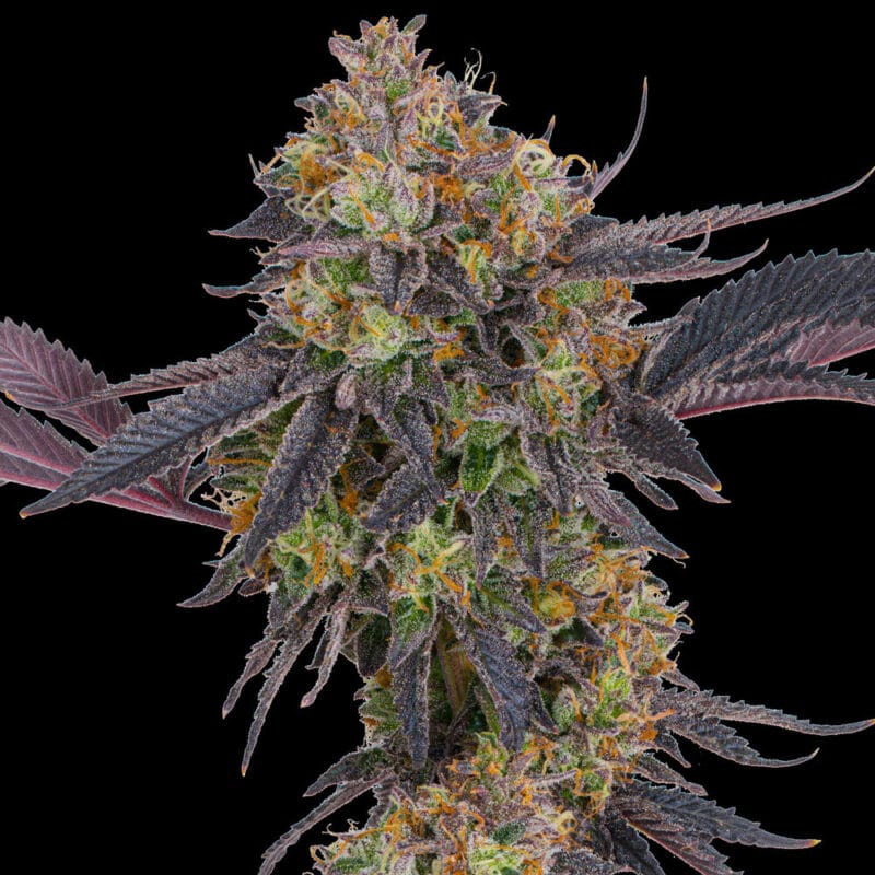 tropicana-cherry_2_255368