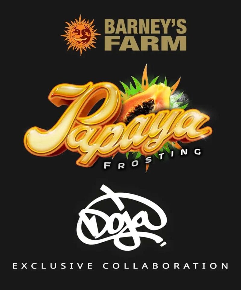 Papaya Frosting, 3Stk Feminisiert, Barney’s Farm PapayaFrosting_3StkFeminisiert_BarneysFarm-1