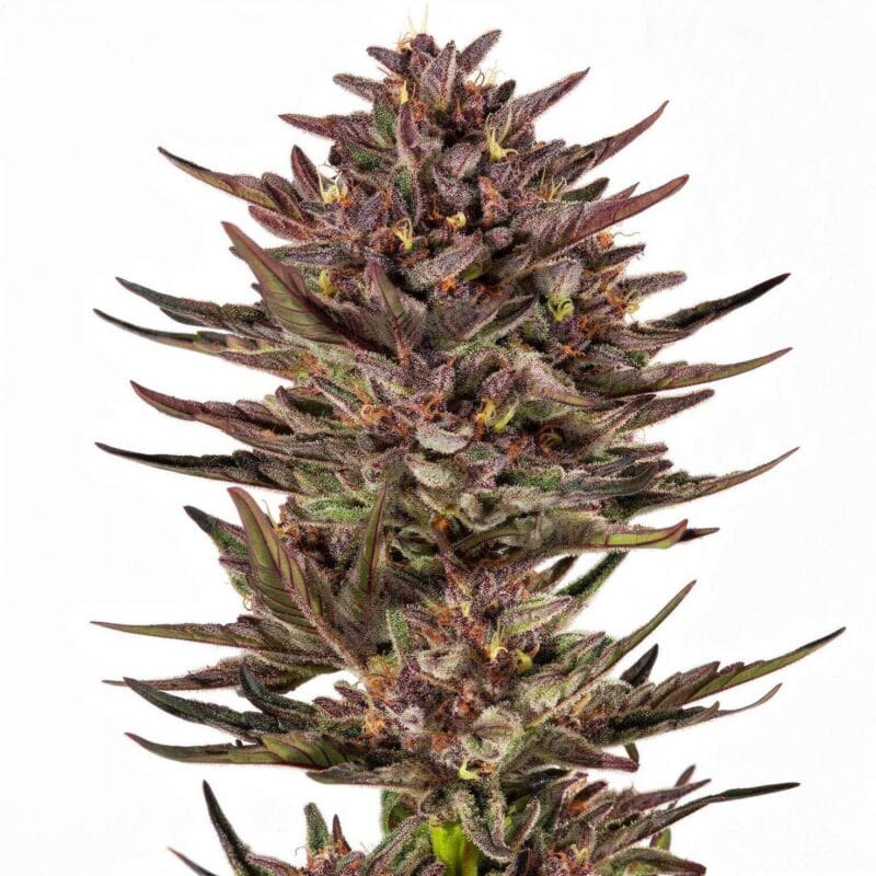 Frosted Zinn x Cookie Dog, 3Stk Auto, Barney’s Farm frosted-zinn-x-cookie-dog-3stk-auto-barney-s-farm__14436__01.webp