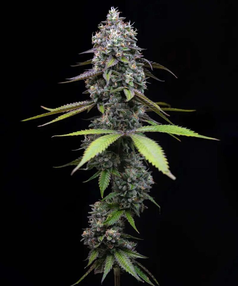 Zoap_3StkFeminisiert_BarneysFarm-1