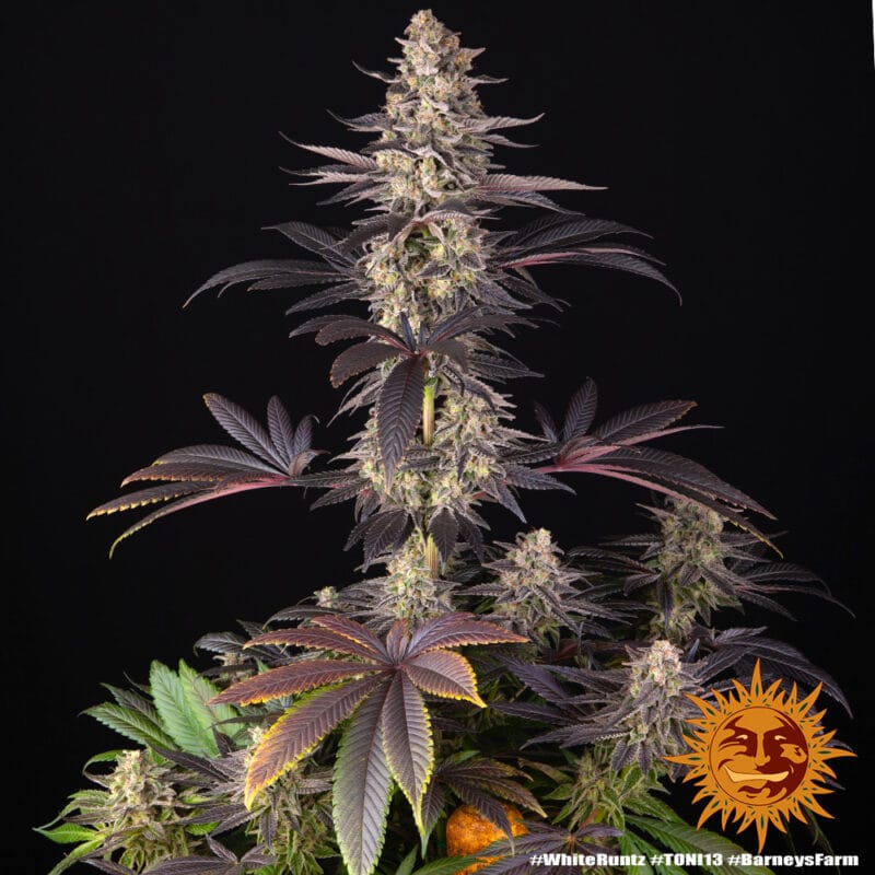 White Runtz, 3Stk Feminisiert, Barney’s Farm white-runtz_3_689249
