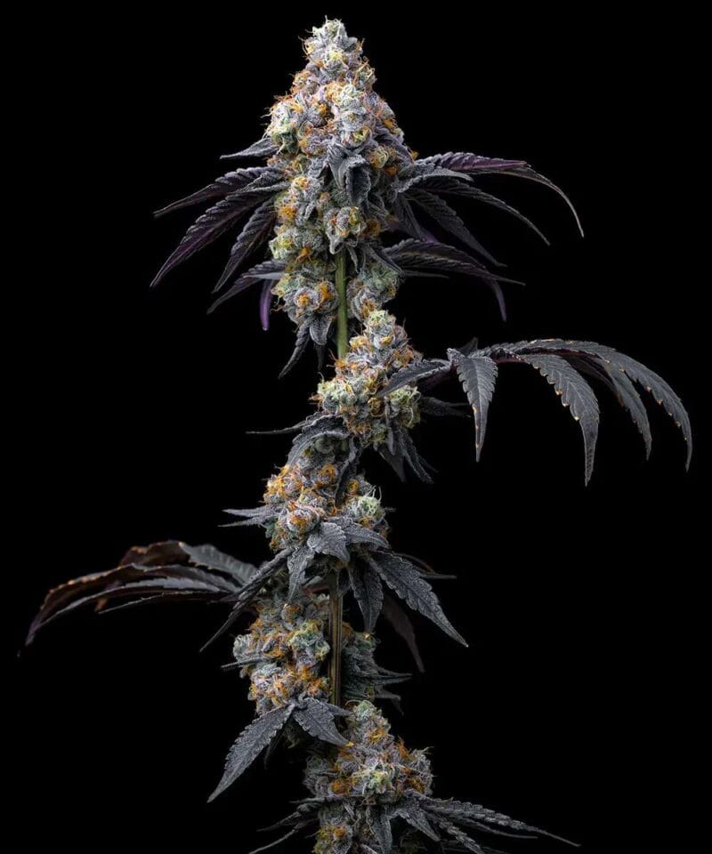 Rainbow Sherbet, 3Stk Feminisiert, Barney’s Farm RainbowSherbet_3StkFeminisiert_BarneysFarm-1