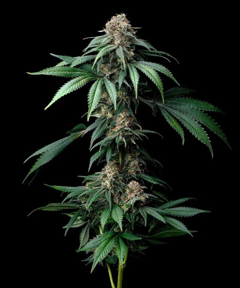 MendoBreath_3StkFeminisiert_BarneysFarm-1