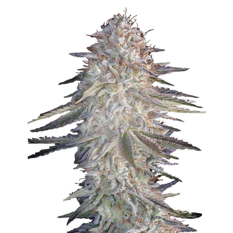 super-lemon-haze-x-pink-candy-3stk-feminisiert-green-house-seeds__14527__01.webp