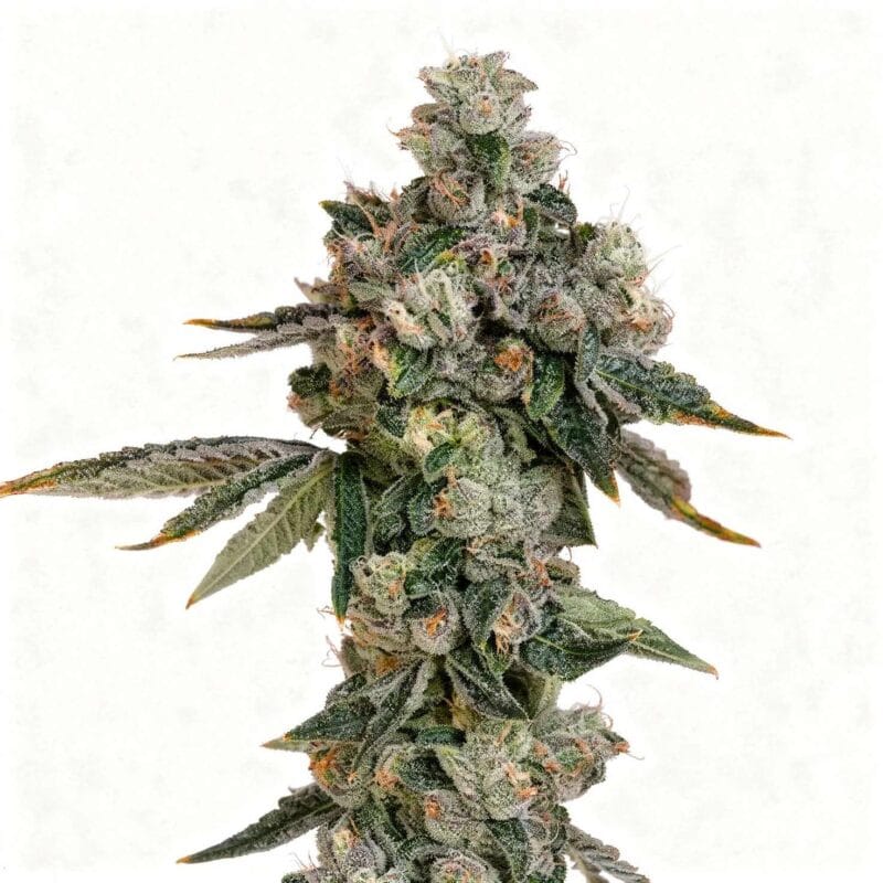 lemon-fever-3stk-feminisiert-wizard-trees__14581__01.webp