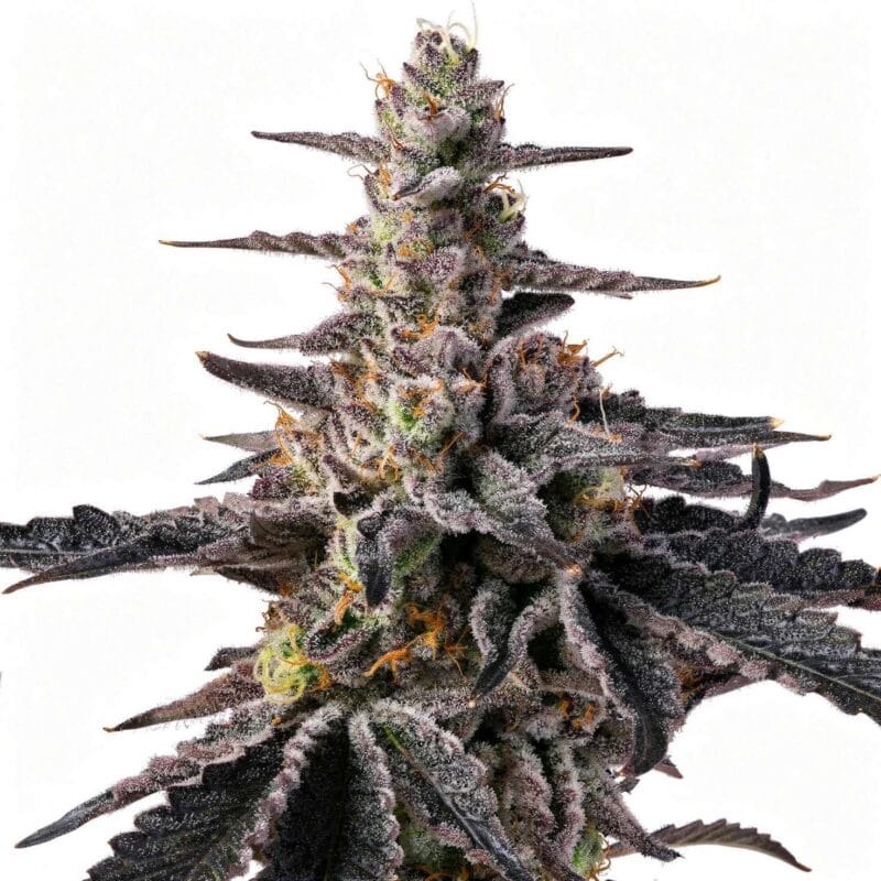 bow-shooter-3stk-feminisiert-wizard-trees__14583__01.webp