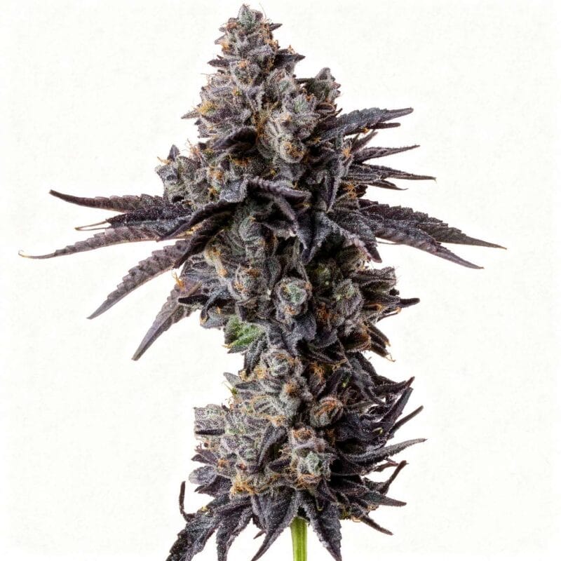 studio-cherry-3stk-feminisiert-wizard-trees__14587__01.webp