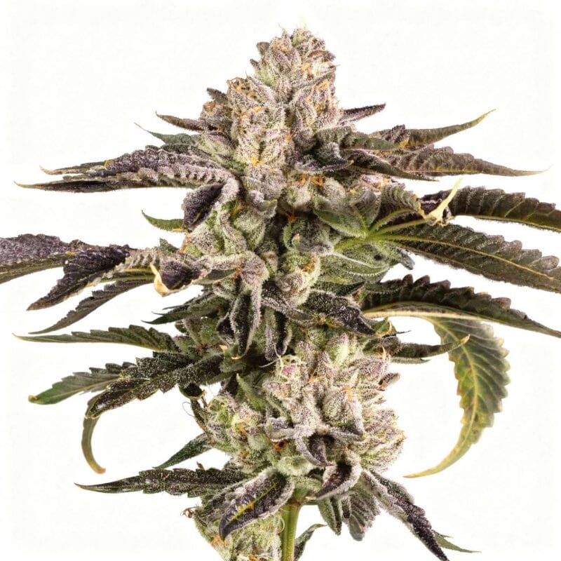 gridlock-3stk-feminisiert-wizard-trees__14588__01.webp