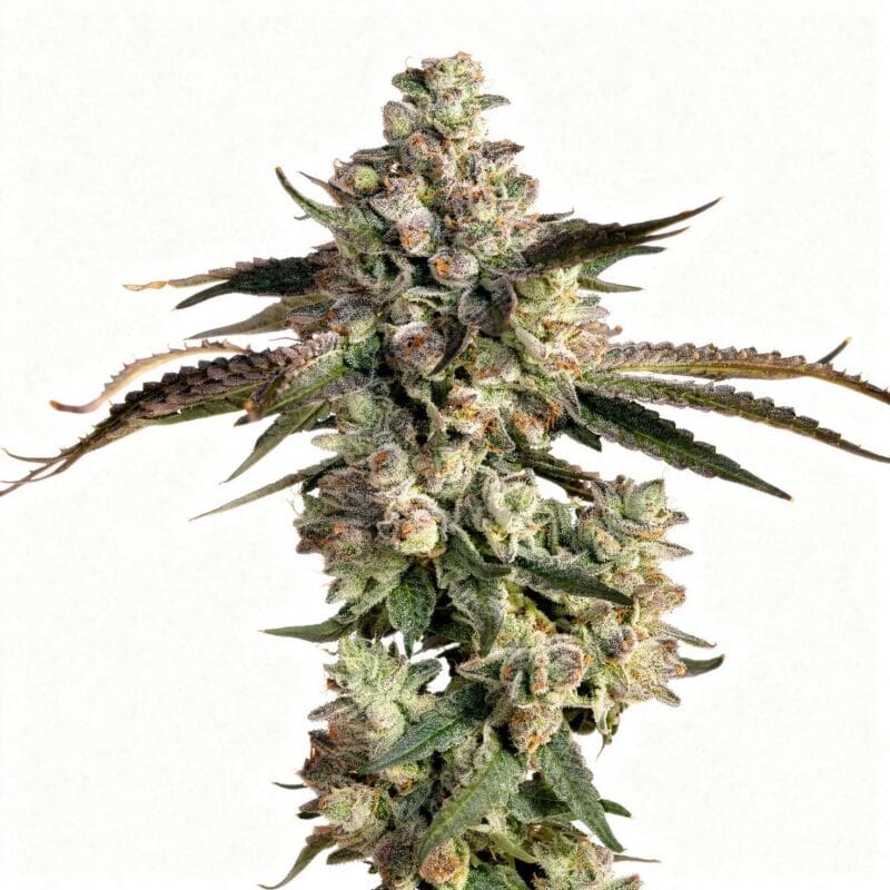 british-deligh-3stk-feminisiert-wizard-trees__14589__01.webp