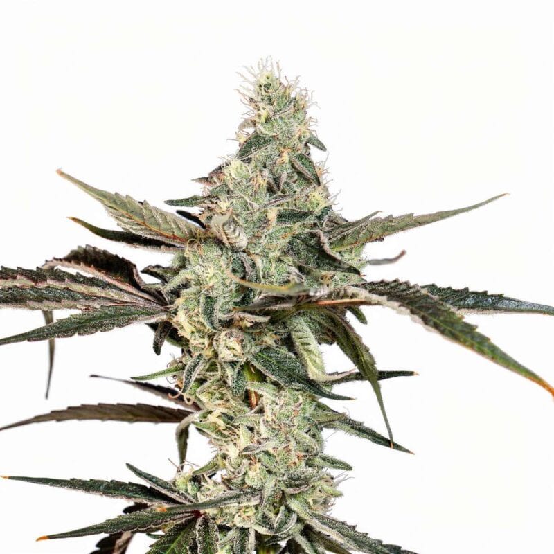 london-fog-3stk-feminisiert-wizard-trees__14594__01.webp