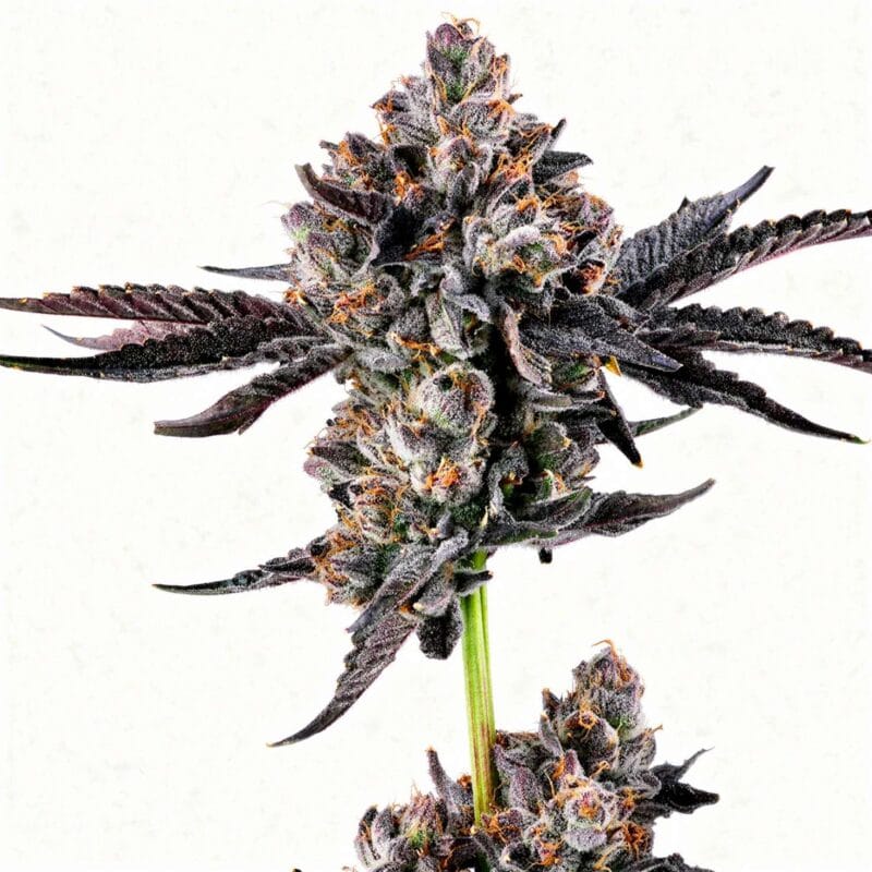 broadway-runtz-3stk-feminisiert-wizard-trees__14597__01.webp