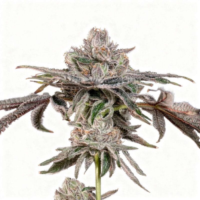p-s-z-s-3stk-feminisiert-wizard-trees__14599__01.webp