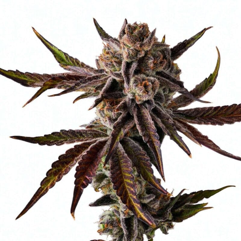 Gelato 41 x Coffin Candy, 10Stk Regular, Doja gelato-41-x-coffin-candy-10stk-regular-doja__14604__01.webp