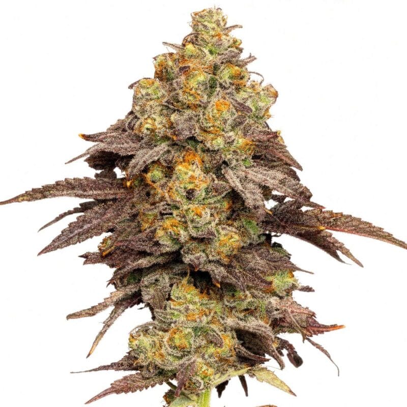 zkittlez-x-coffin-candy-10stk-regular-doja-x-duke-of-erb__14608__01.webp