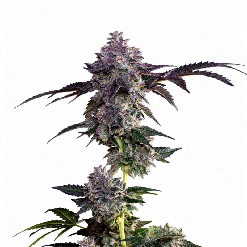 lime-zerb-7stk-feminisiert-grounded-genetics__14612__01.webp