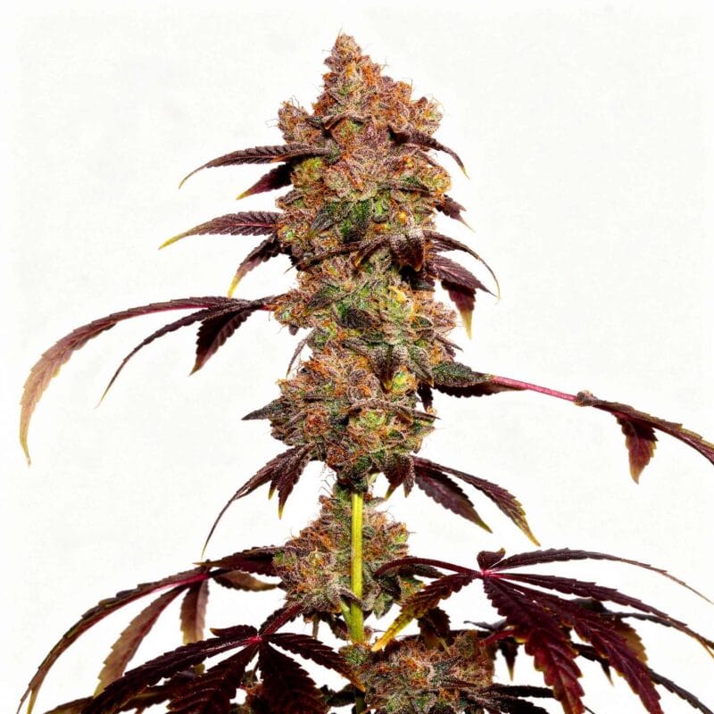lime-slurpi-7stk-feminisiert-grounded-genetics__14615__01.webp