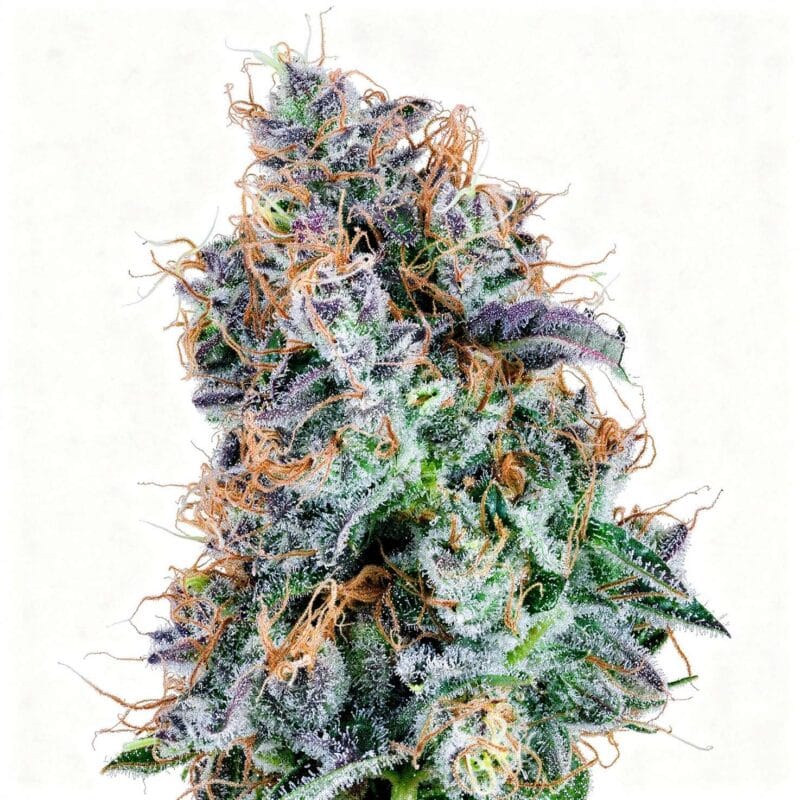 chemiekaze-7stk-feminisiert-grounded-genetics__14618__01.webp