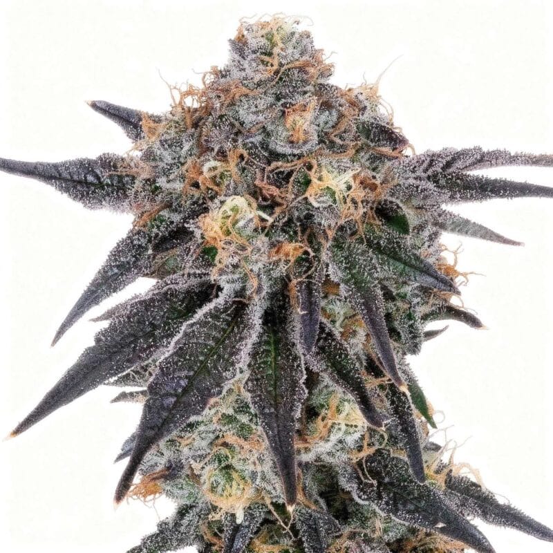 blue-fumez-7stk-feminisiert-grounded-genetics__14621__01.webp
