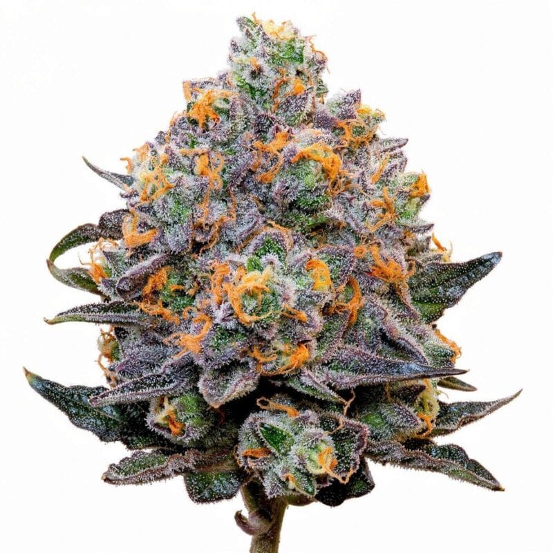 bluzcotti-7stk-feminisiert-grounded-genetics__14622__01.webp