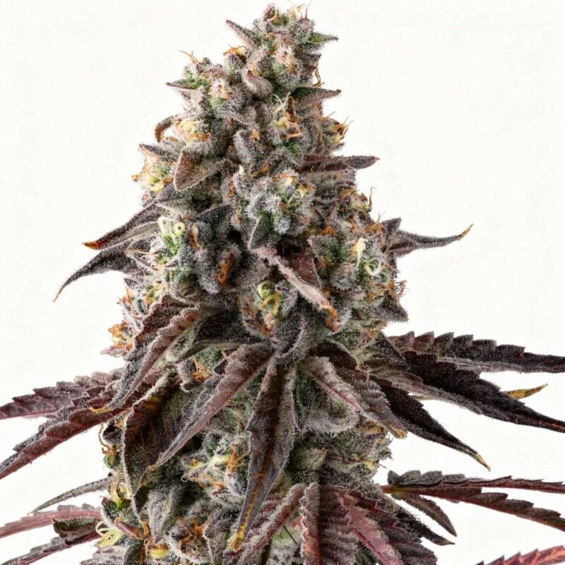 fruit-riot-3stk-feminisiert-compound-genetics__14623__01.webp