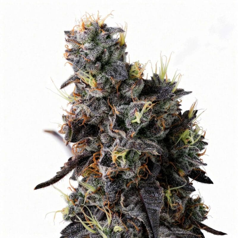 giggin-grapes-3stk-feminisiert-compound-genetics__14624__01.webp