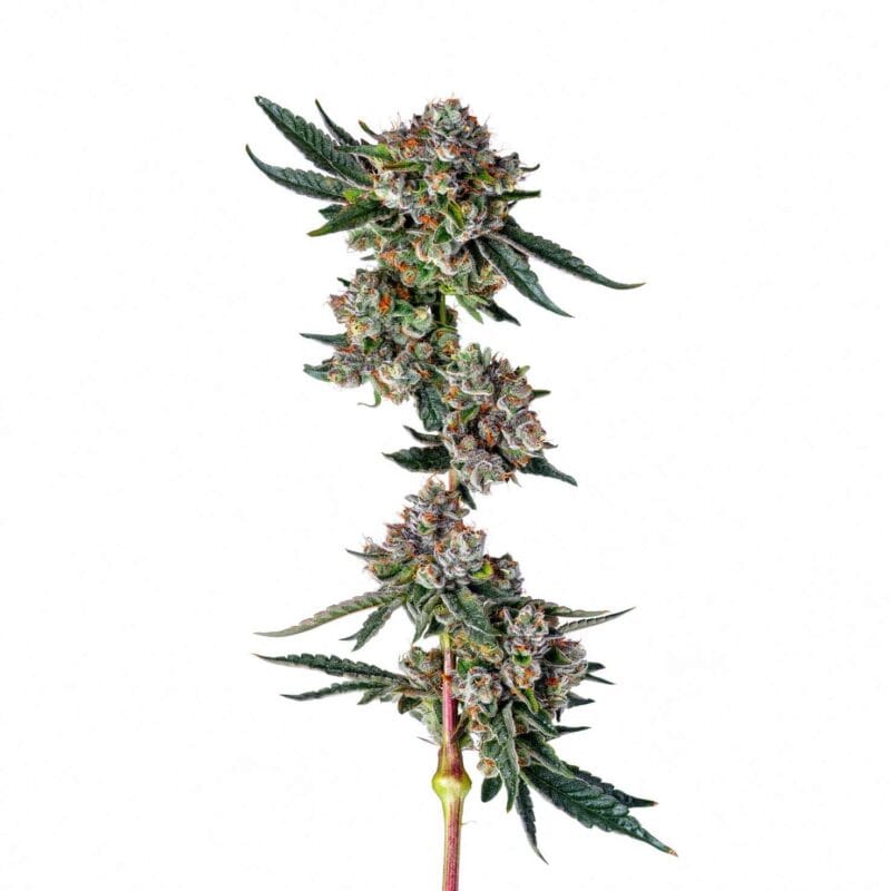 glue31-3stk-feminisiert-compound-genetics__14625__01.webp