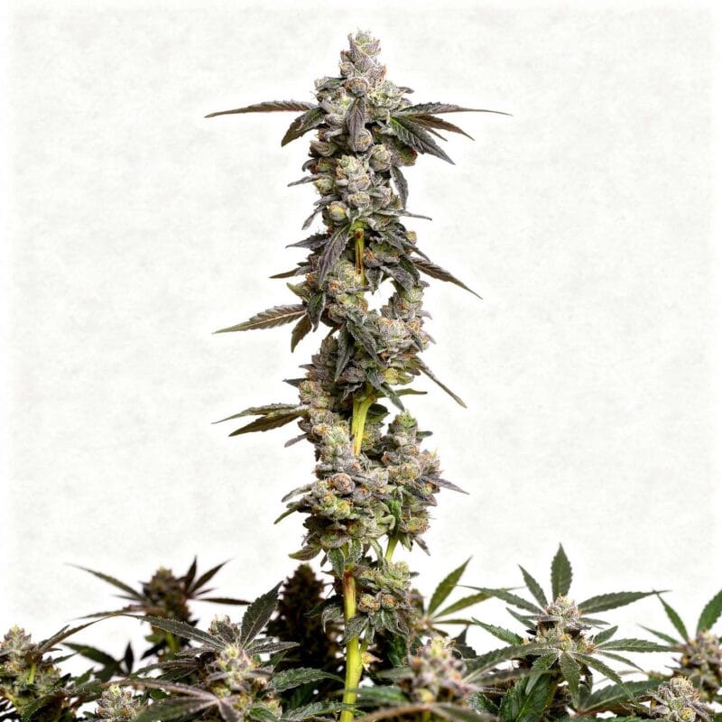 medellin-x-apples-n-bananas-12stk-feminisiert-compound-genetics__14627__01.webp