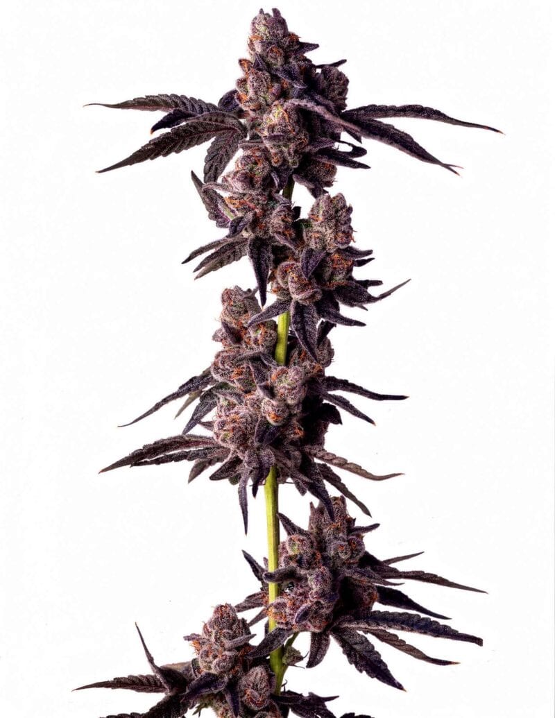 mellowz-3stk-feminisiert-compound-genetics__14628__01.webp
