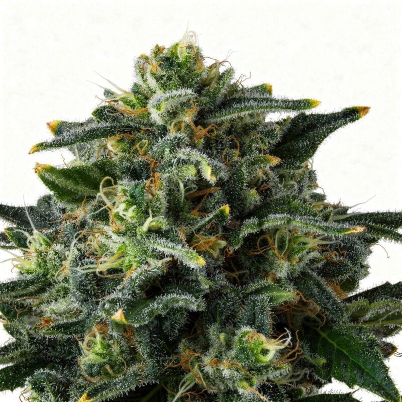 philbo-baggins-3stk-feminisiert-compound-genetics__14631__01.webp