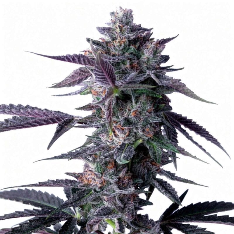 Chocolope – fem. – 5 Stk. – DNA Genetics chocolope-fem-5-stk-dna-genetics__dna-f-chl-5__01.webp