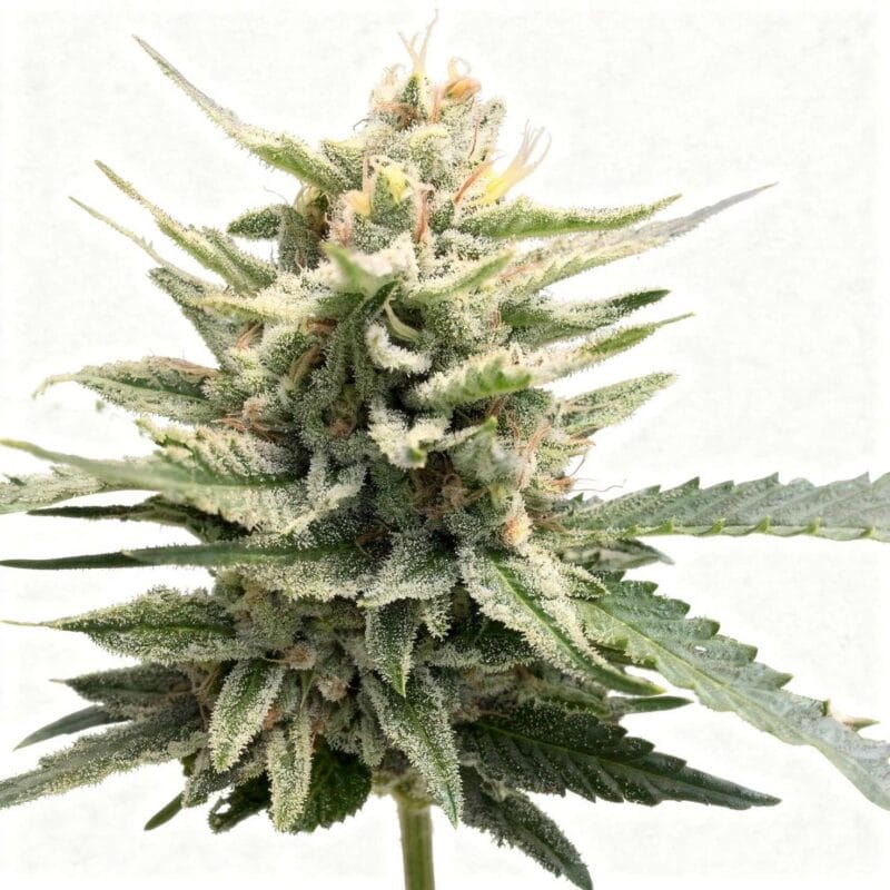 honey-banana-s1-fem-5-stk-dna-genetics__dna-f-hbs-5__01.webp