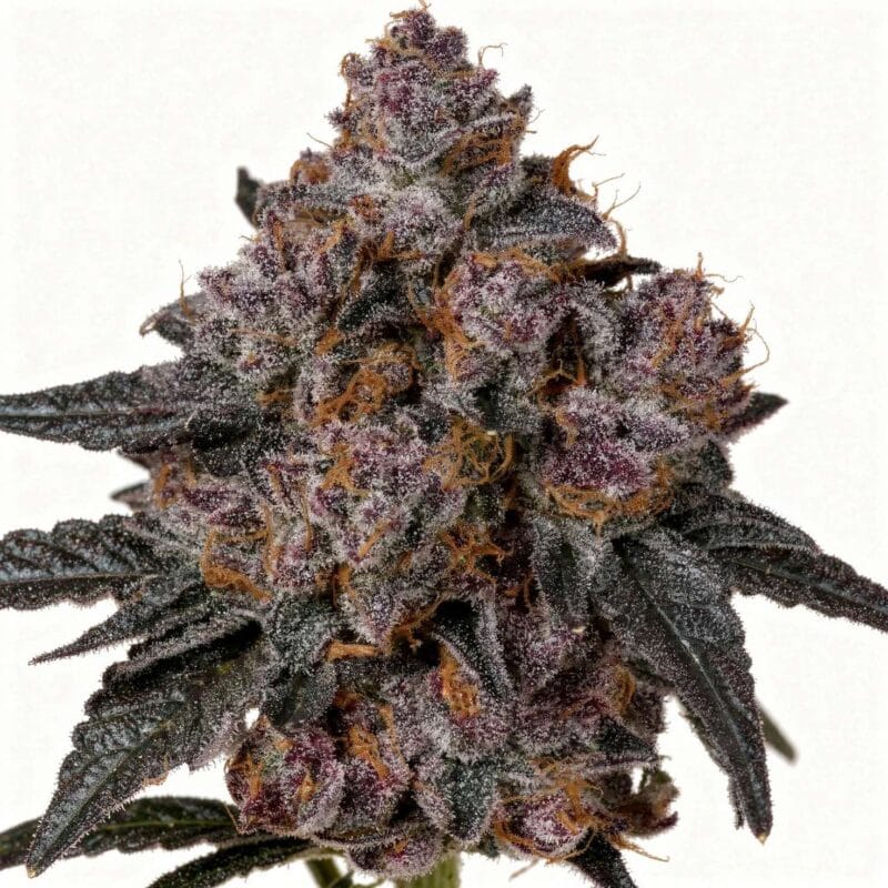 sugar-rocket-fem-6-stk-doja__doj-f-sgr-6__01.webp