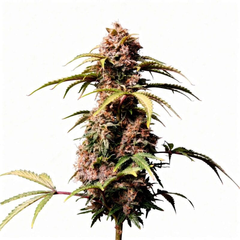 amnesia-z-auto-auto-3-stk-420-fast-buds__ffb-a-amz-3__01.webp
