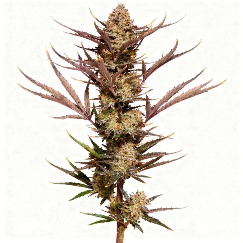 apple-strudel-auto-auto-3-stk-420-fast-buds__ffb-a-asa-3__01.webp