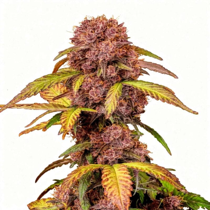 blackberry-auto-auto-3-stk-420-fast-buds__ffb-a-blb-3__01.webp