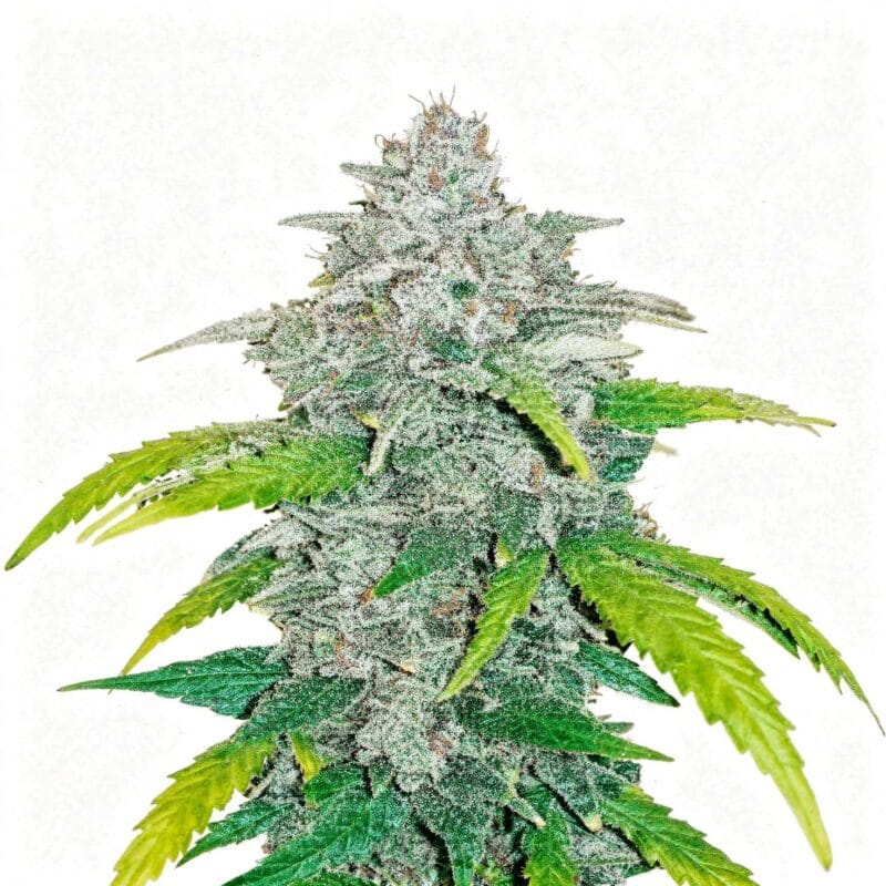 blue-dream-auto-auto-3-stk-420-fast-buds__ffb-a-bld-3__01.webp