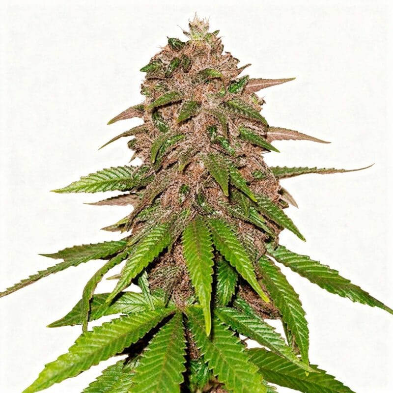 c4-auto-auto-3-stk-420-fast-buds__ffb-a-c4a-3__01.webp