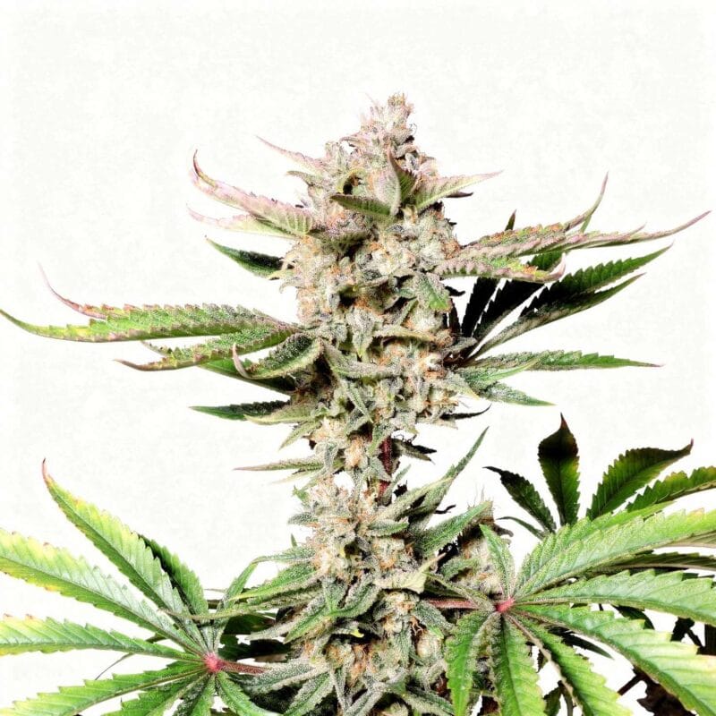 chery-cola-auto-auto-3-stk-420-fast-buds__ffb-a-cca1-3__01.webp
