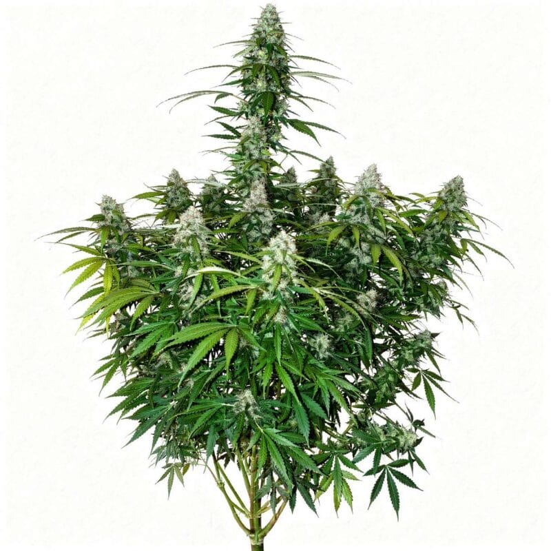 californian-snow-auto-auto-3-stk-420-fast-buds__ffb-a-csn-3__01.webp