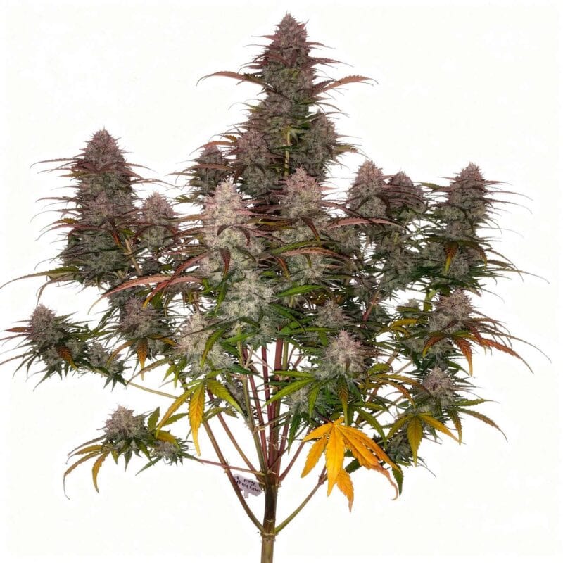 green-crack-auto-auto-3-stk-420-fast-buds__ffb-a-gcr-3__01.webp